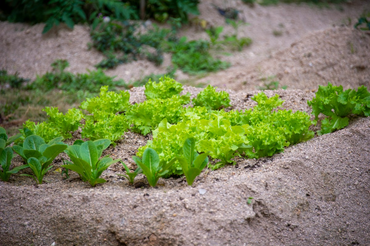 A garden bed of young greens